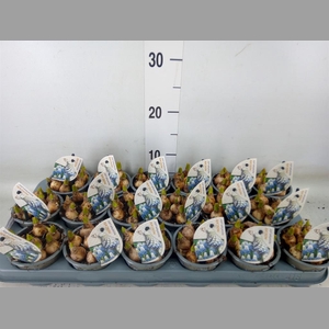 Muscari  'Mountain Lady'