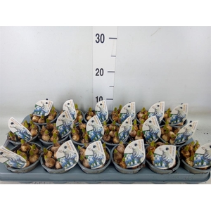 Muscari  'Mountain Lady'