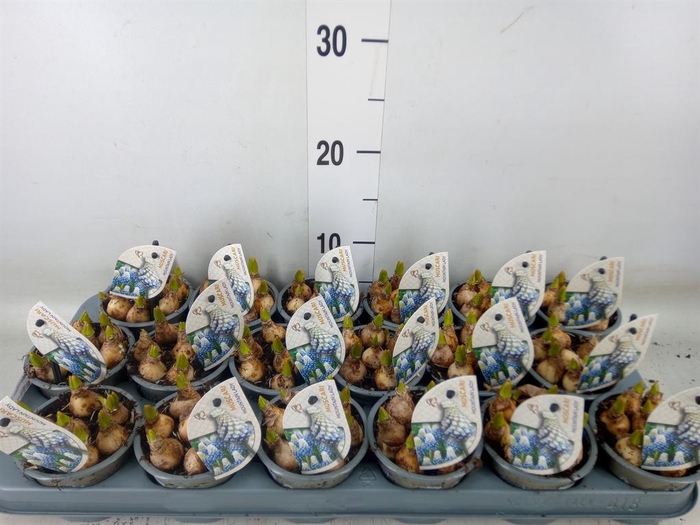 <h4>Muscari  'Mountain Lady'</h4>