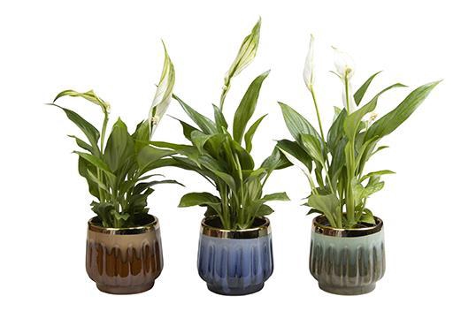 <h4>SPATHIPHYLLUM P6 L 65620</h4>