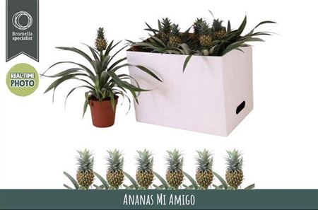 <h4>Ananas Mi Amigo</h4>