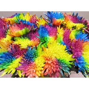 Chr G Topspin Rainbow