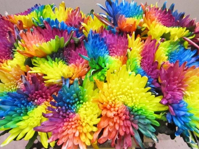 <h4>Chr G Topspin Rainbow</h4>