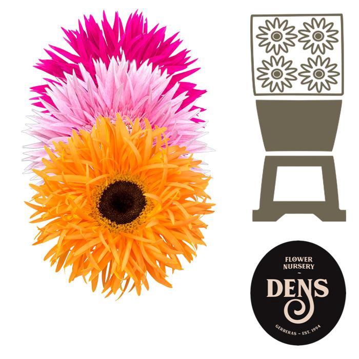 <h4>Gerbera Spider Mix Spider Diamond</h4>