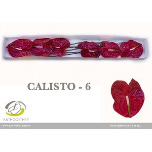 Anthurium Calisto