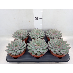 Echeveria pulidonis