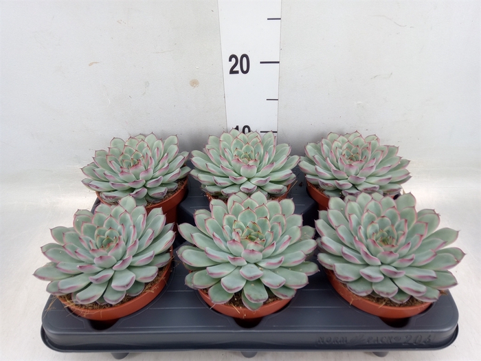 <h4>Echeveria pulidonis</h4>