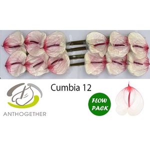 ANTH A CUMBIA 12 Flow Pack