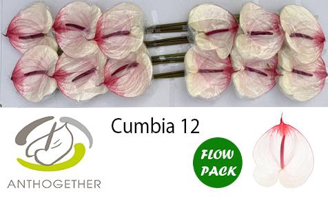 <h4>ANTH A CUMBIA 12 Flow Pack</h4>