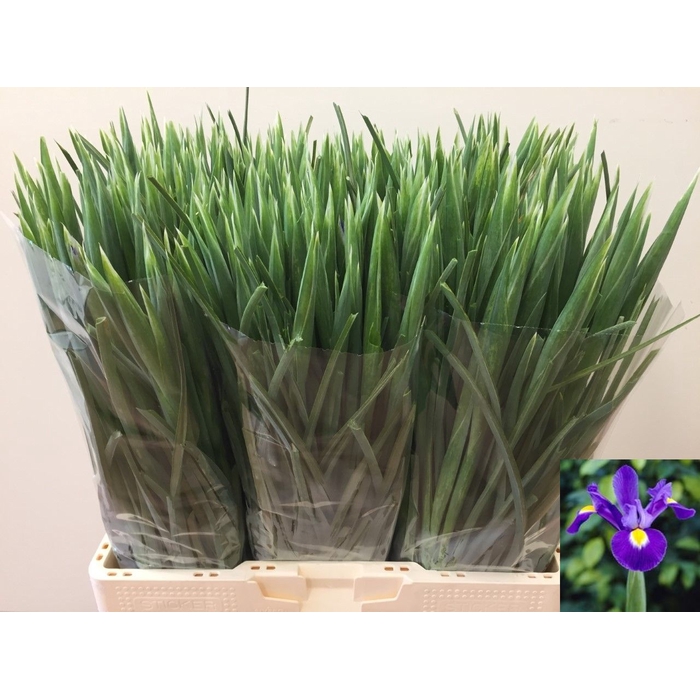 <h4>IRIS BLUE MAGIC</h4>