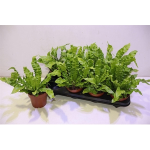 arr8 Asple Ni Crispy Wave