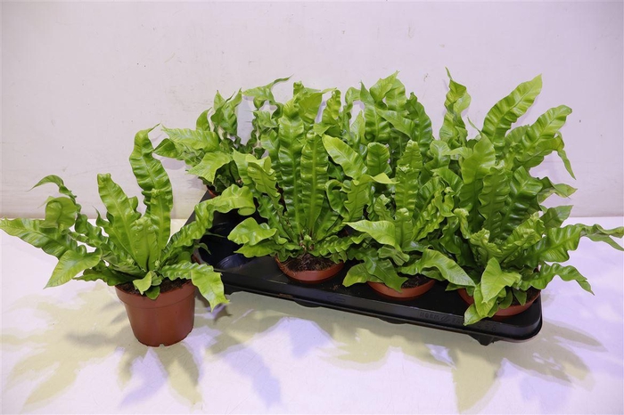 <h4>arr8 Asple Ni Crispy Wave</h4>