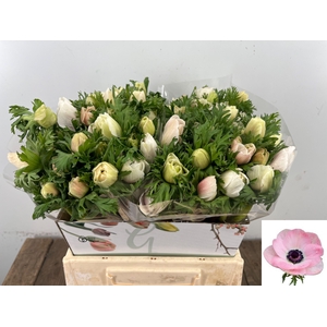 ANEM CO MIS + WH PIN