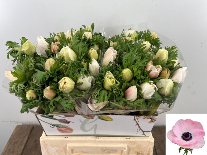 <h4>ANEM CO MIS + WH PIN</h4>