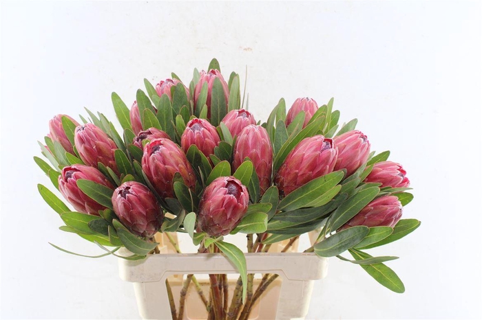 <h4>Protea Lancelot</h4>