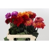 Dahlia Gemengd in fust