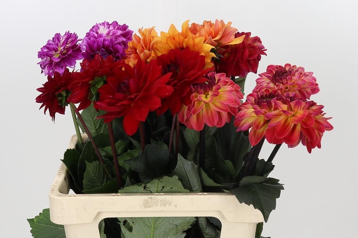 Dahlia Gemengd in fust
