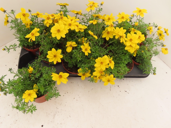 <h4>BID YELLOW CHARM</h4>