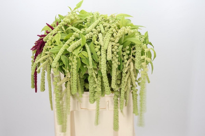 <h4>Amaranthus Caudatus Cycloop</h4>