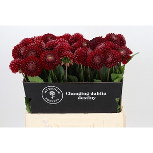 Dahlia Cornel