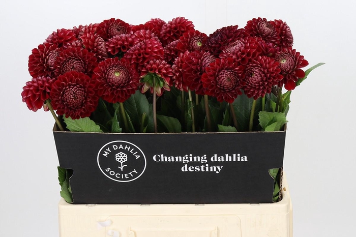 <h4>Dahlia Cornel</h4>