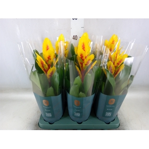Vriesea  'Intenso Yellow Flame'