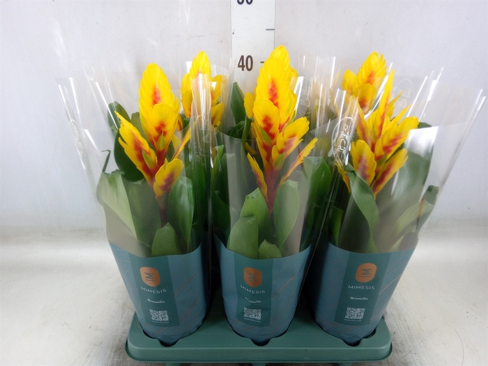 <h4>Vriesea  'Intenso Yellow Flame'</h4>