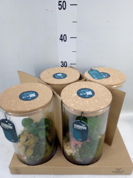 <h4>Arr. Planten H%</h4>