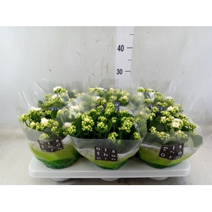 Kalanchoe blos. 'Calandiva Whites'