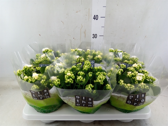 <h4>Kalanchoe blos. 'Calandiva Whites'</h4>
