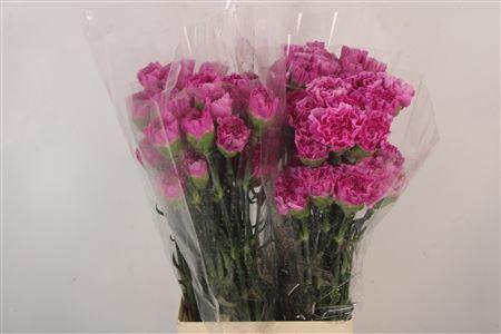 <h4>Di St Constelation</h4>