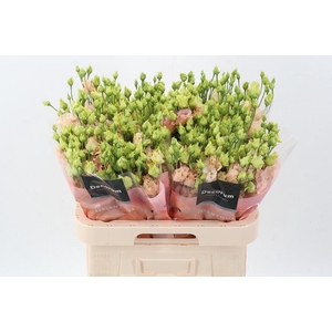 Eus G Alissa L Apric