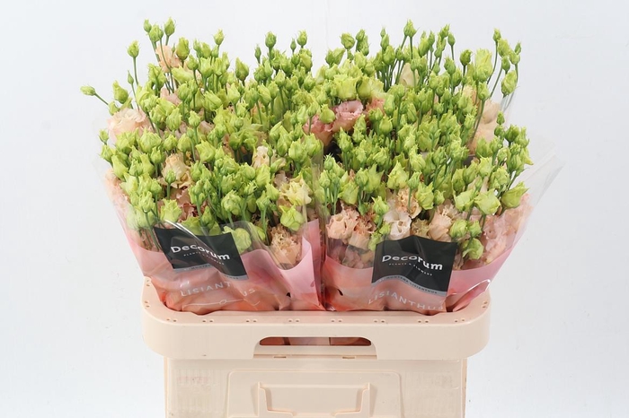 <h4>Eus G Alissa L Apric</h4>