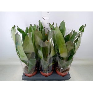 Aechmea  'Pepita Elegant Flames'