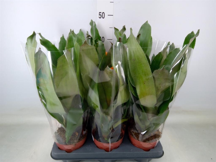 <h4>Aechmea  'Pepita Elegant Flames'</h4>