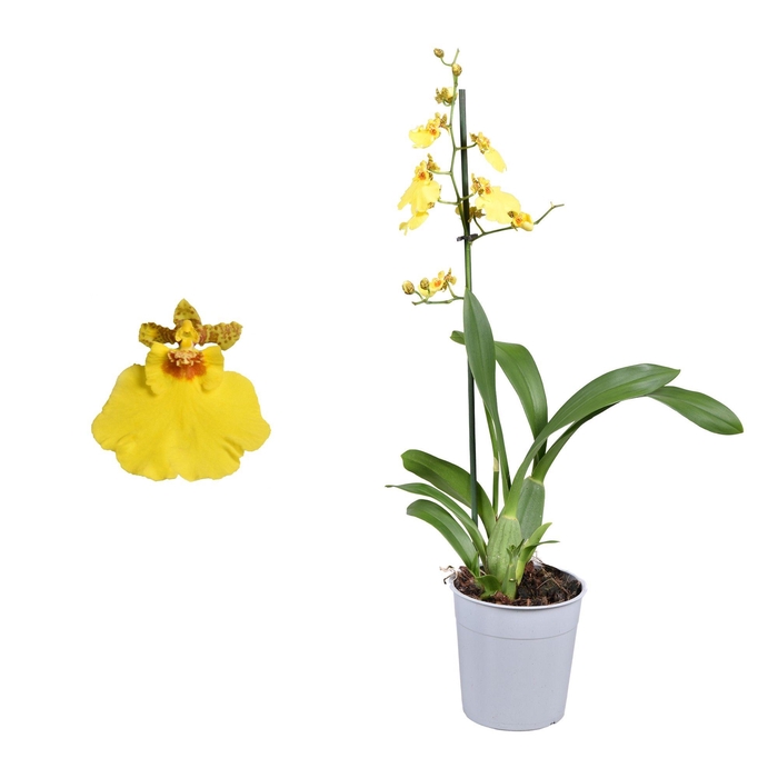 <h4>Oncidium A2 lang 12 cm</h4>