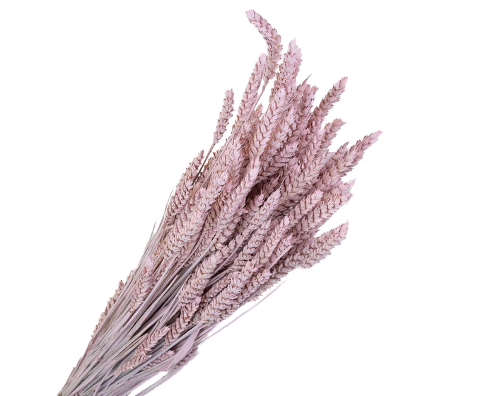 Tarwe Pink Wash