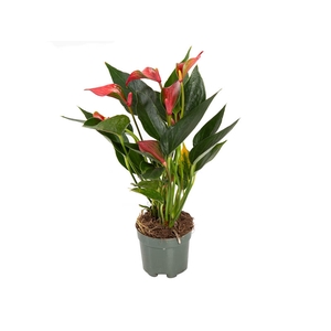ANTHURIUM TRILLIONS RED P06