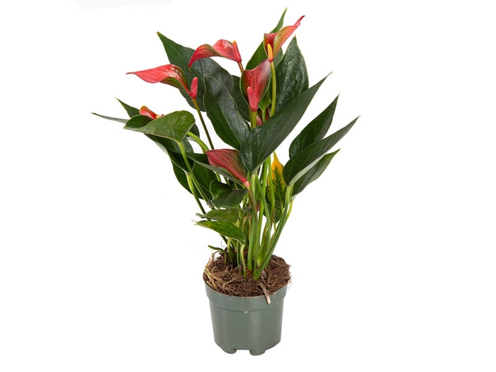 <h4>ANTHURIUM TRILLIONS RED P06</h4>
