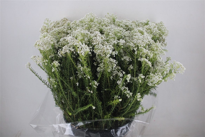 <h4>Rice Flower Wit P Bunch</h4>