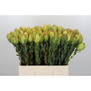 Leucadendron Disc. Yellow