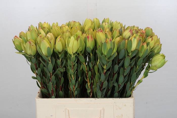 Leucadendron Disc. Yellow