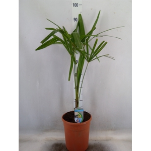 Trachycarpus fortunei