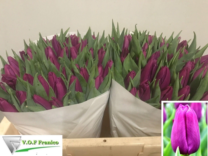 <h4>TU EN PURPLE PRINCE</h4>