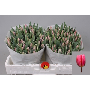 TU EN PRETTY PRINCES