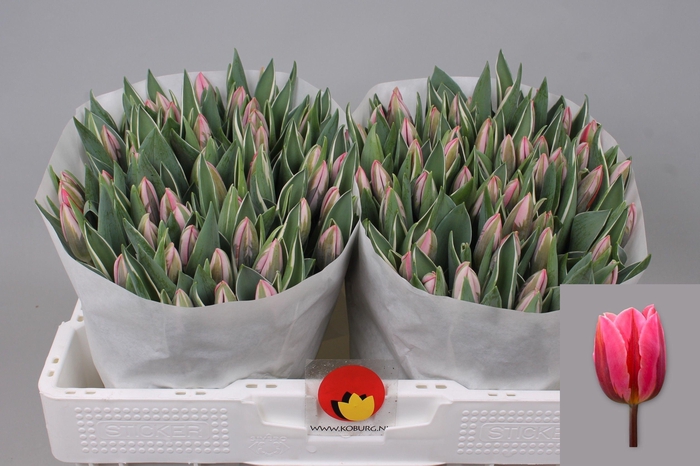 <h4>TU EN PRETTY PRINCES</h4>