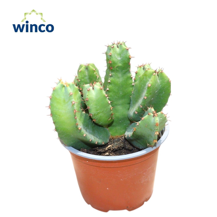 <h4>Euphorbia Resinifera</h4>