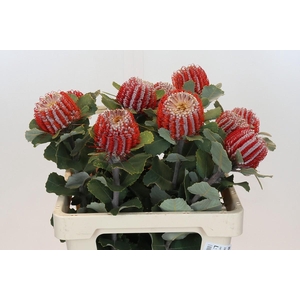 Banksia Coccinea