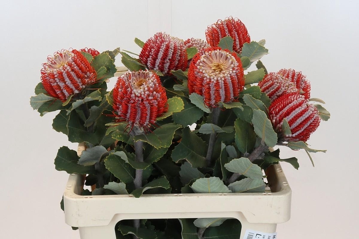 <h4>Banksia Coccinea</h4>