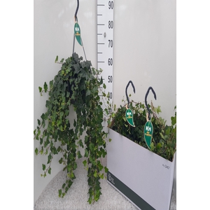 .Hedera wonder hanging basket